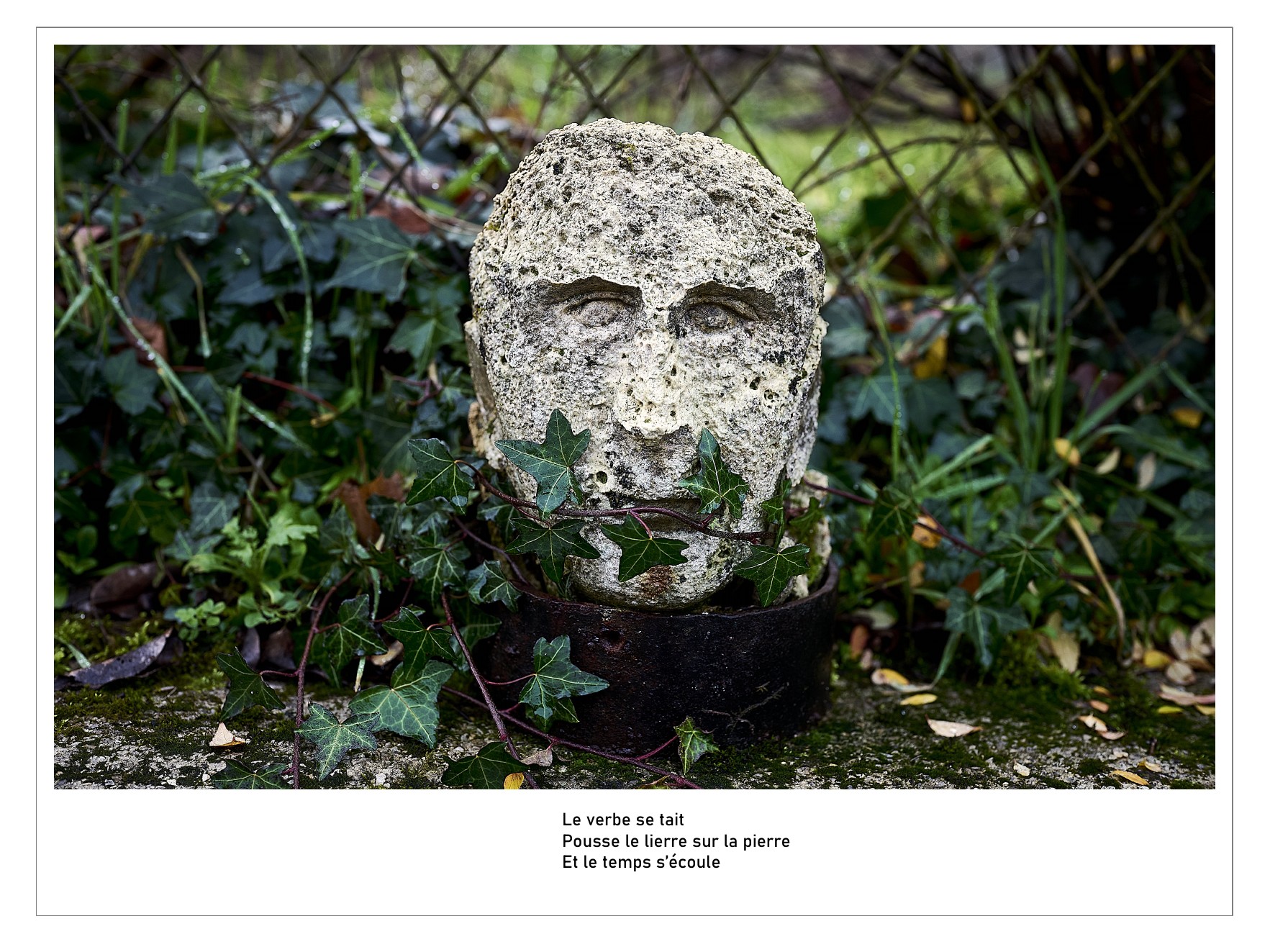 Photographie de Michel - Pierre et lierre